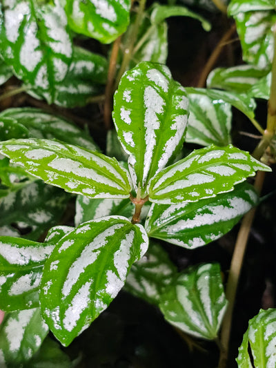 Pilea Cadierei