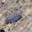 Porcellionides Pruinosus Blue Powder (15+)