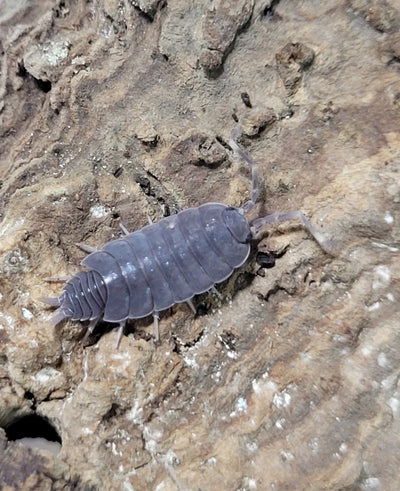 Porcellionides Pruinosus Blue Powder (15+)