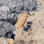 Porcellionides Pruinosus Orange Powder