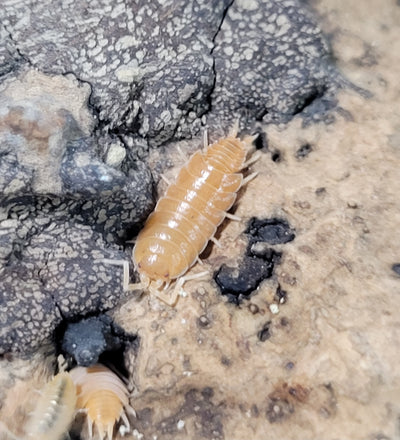 Porcellionides Pruinosus Orange Powder (15+)