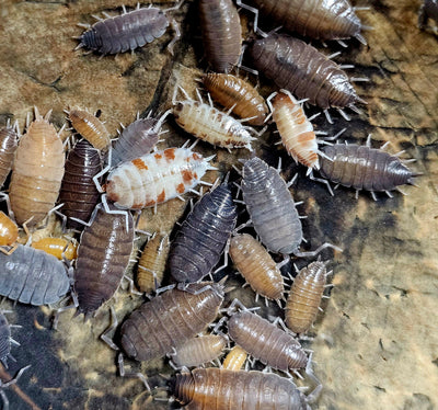 Porcellionides Pruinosus ''Party Mix'' (15+)
