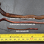 Earthworms [Canadian Night Crawler] x12