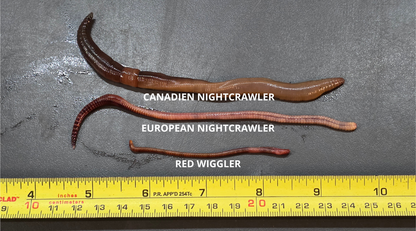 Vers de terre [Red Wiggler] x25