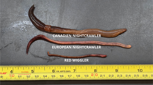 Vers de terre [Canadien Night Crawler] x12