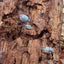 Bois en décomposition 100g