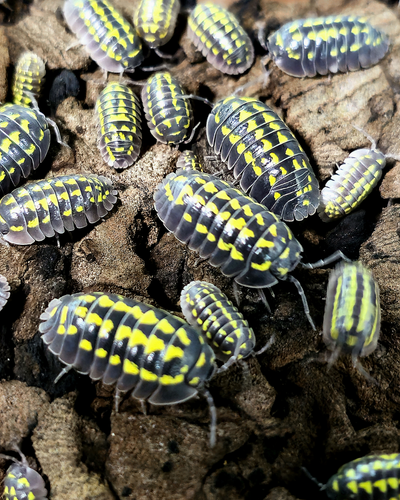 Armadillidium Gestroi (15+)