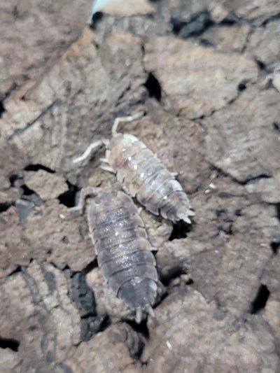 Porcellio Scaber Koi (15+)