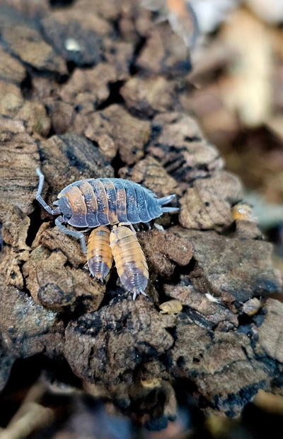 Porcellio Scaber Lava (15+)
