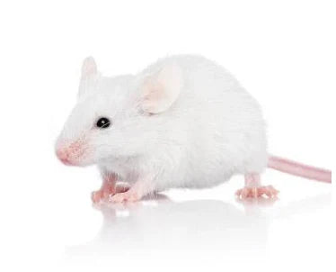 Souris congelée (Hoopers 7g -11g)