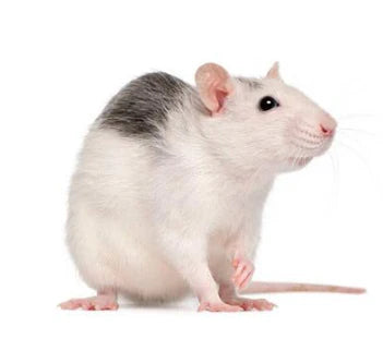 Rat congelé (Large 151g-180g)