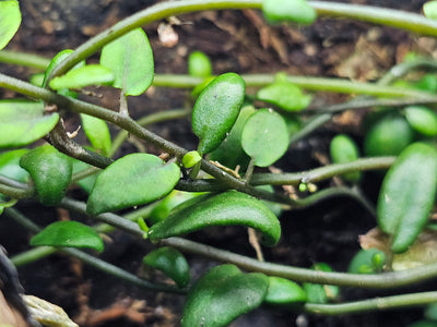 Solanum Evolvulifolium 'Green'