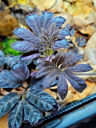 Solanum Uleanum
