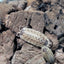 Porcellio Spinicornis (15+)