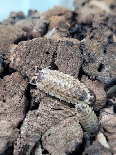 Porcellio Spinicornis (15+)