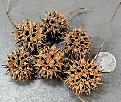 Gousse de copalme d'Amérique (6x)