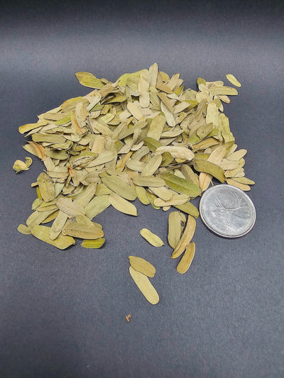 Feuilles de Tamarin (1 oz)