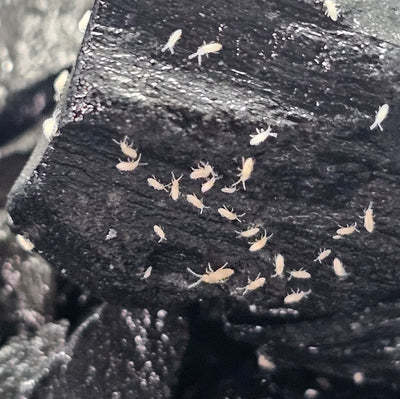 Collemboles tropicaux rose (Sinella curviseta)