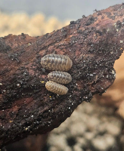 Venezillo parvus ''dwarf rolly polly'' (10+)