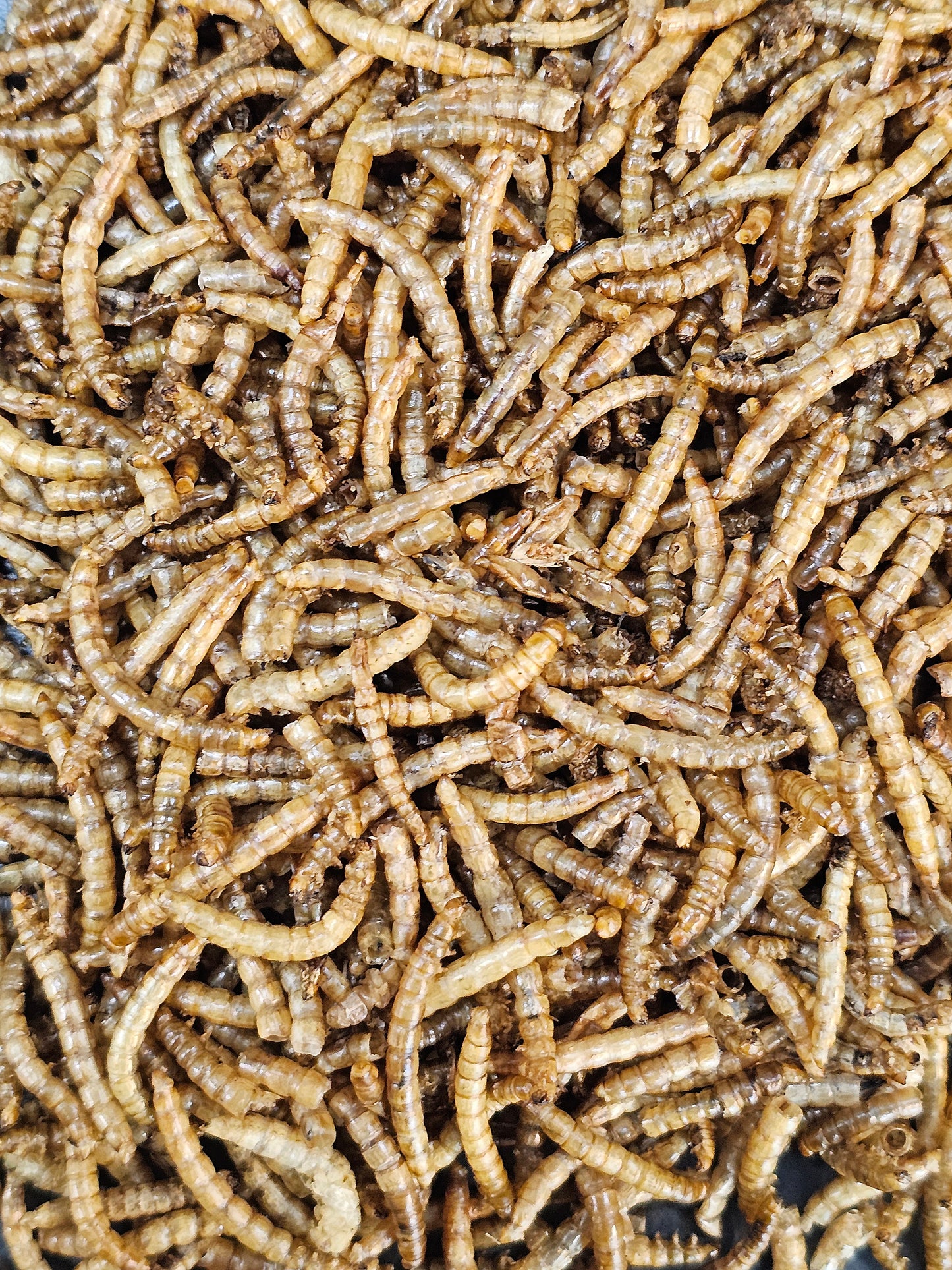 Vers de farine séchés (35g)