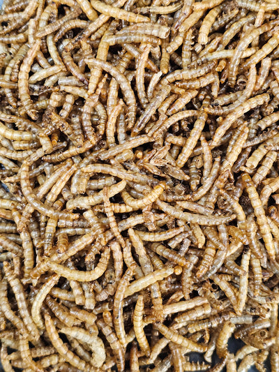 Vers de farine séchés (35g)