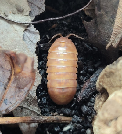 Armadillidium Vulgare Tangerine (15+)