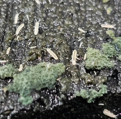 Collemboles blanc (Folsomia Candida)