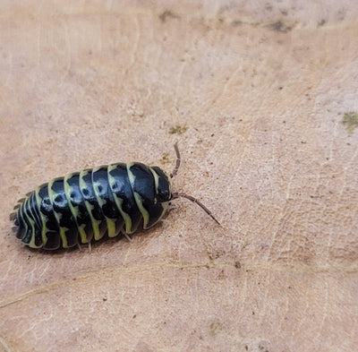 Armadillidium Maculatum Yellow Zebra (15+)