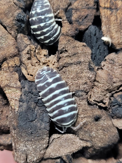 Armadillidium Maculatum Zebra(15+)