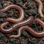 Earthworms [Canadian Night Crawler] x12