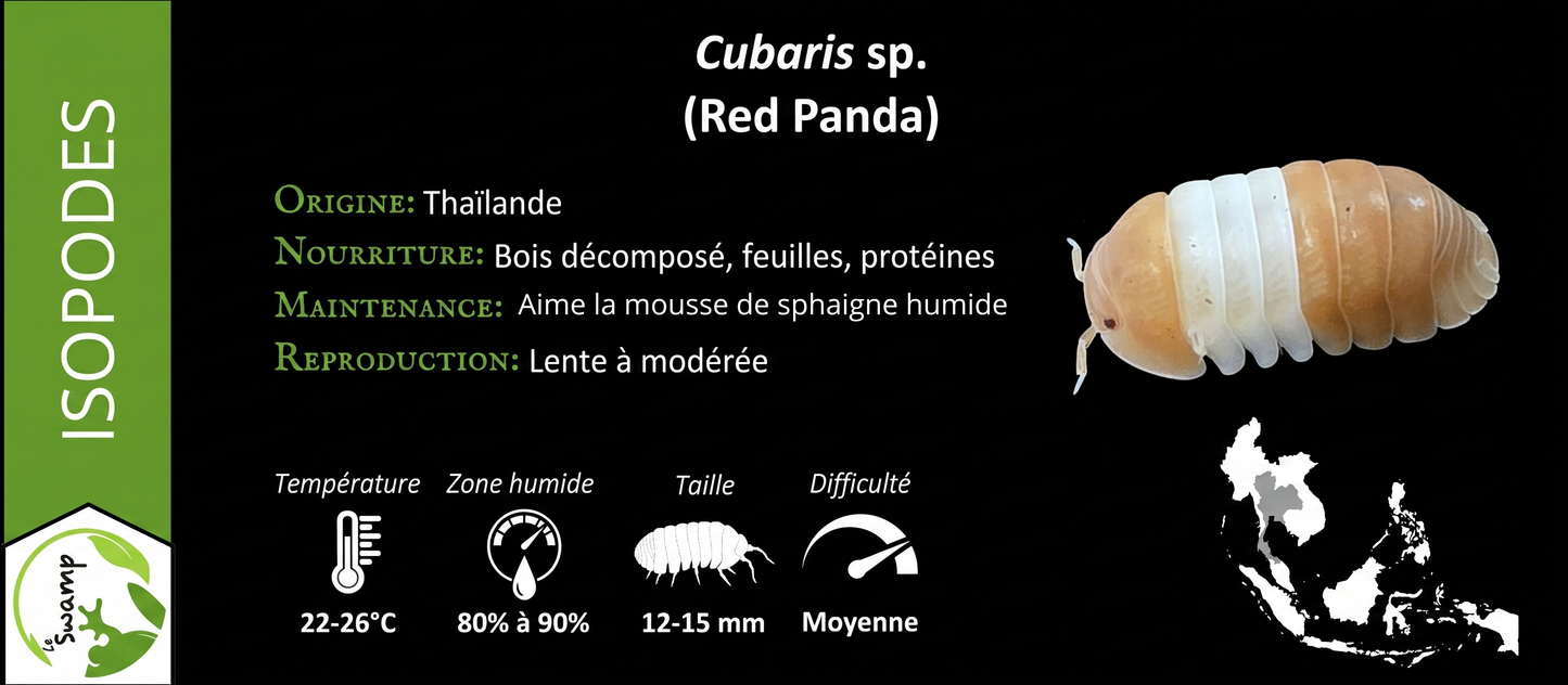 Cubaris Red Panda (10+)